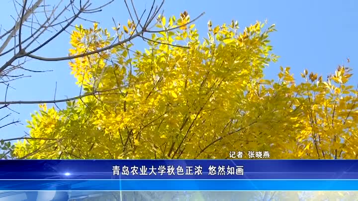 青岛农业大学秋色正浓 悠然如画