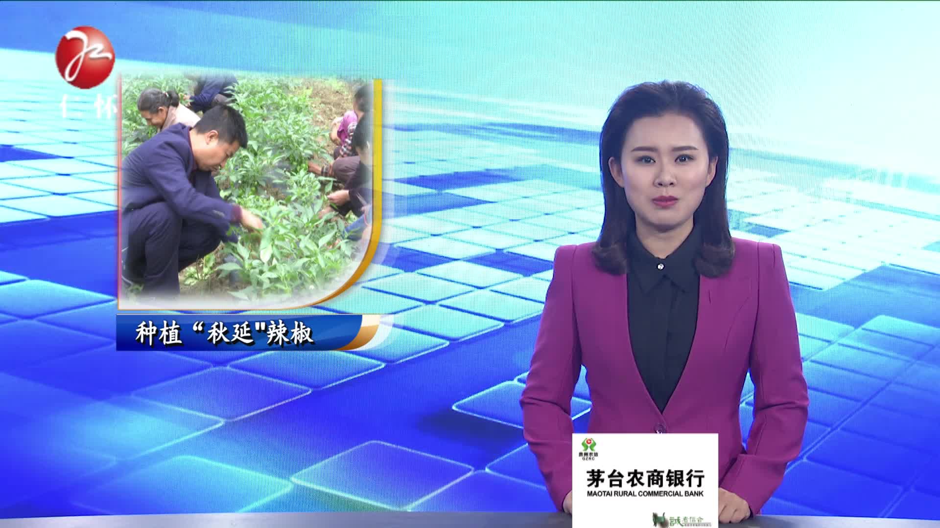 种植&ldquo;秋延&rdquo;辣椒  拓展百姓增收门路