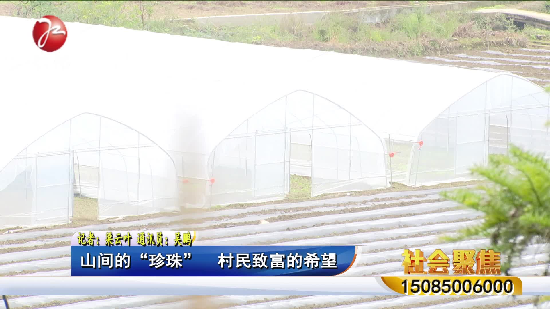 山间的&ldquo;珍珠&rdquo;  村民致富的希望